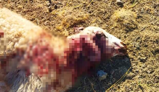 Van'da aç kalan kurtlar dehşet saçtı: 28 koyun telef oldu
