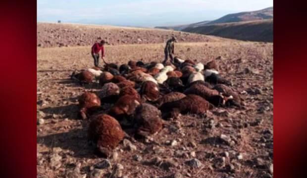 Iğdır’da meraya yıldırım düştü: 56 koyun telef oldu