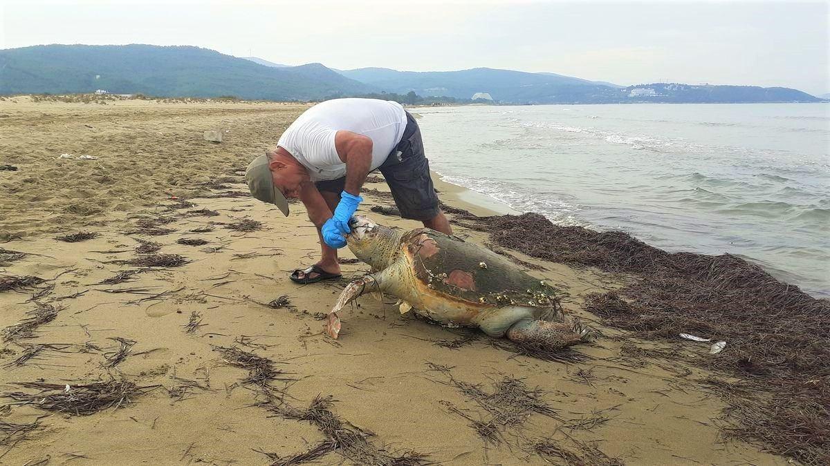 İzmir sahile vuran deniz kaplumbağası