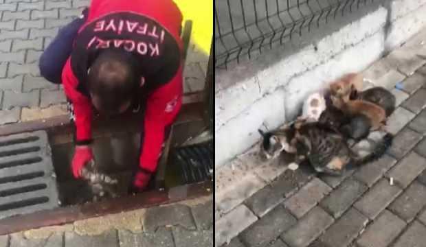 Küçük çocuğun dikkati yavru kedileri ölümden kurtardı