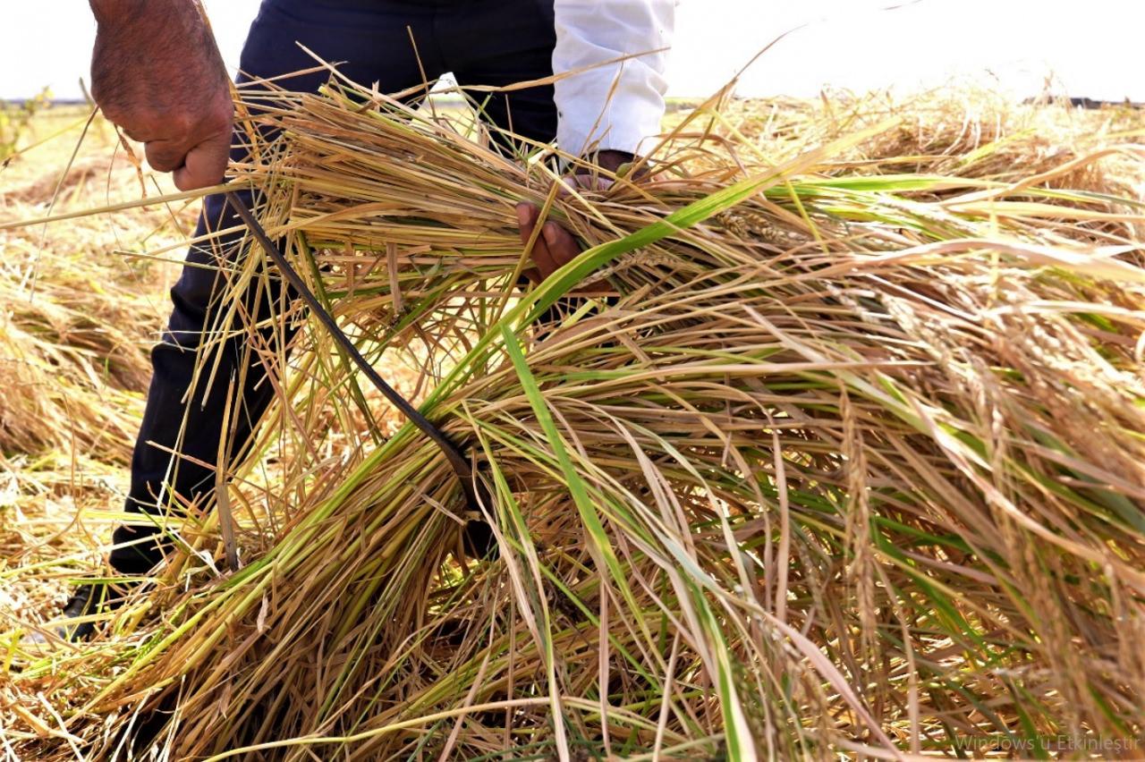 Diyarbakır tescilli Karacadağ pirinci üreten tek kadın üretici