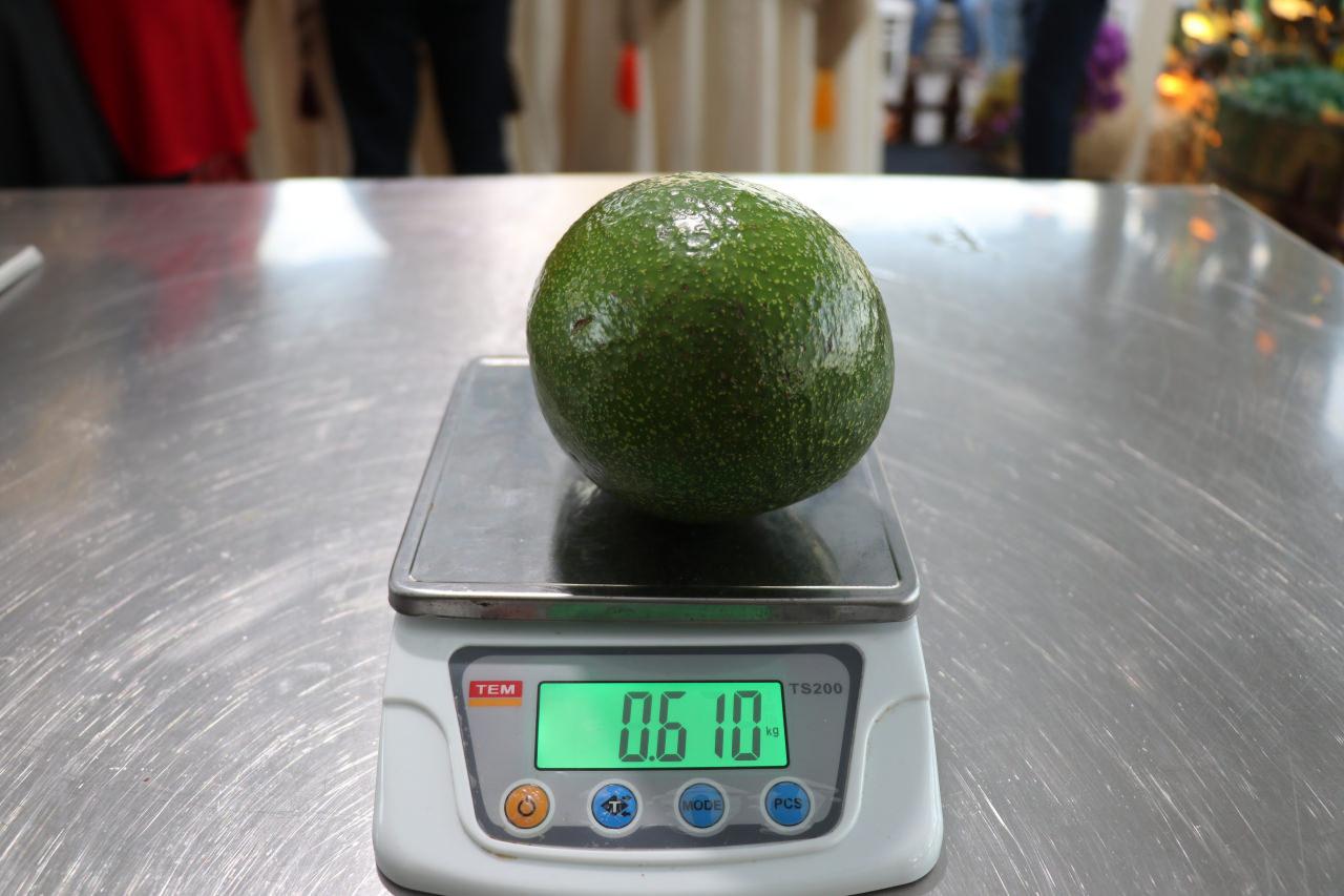 Alanya 610 gram ağırlığındaki avokado