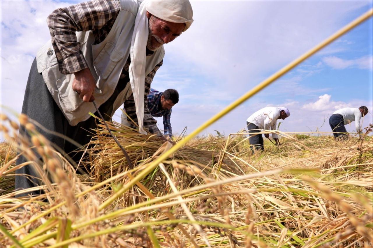 Diyarbakır tescilli Karacadağ pirinci üreten tek kadın üretici