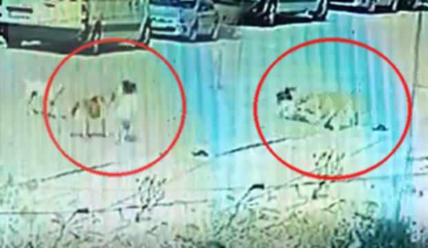Manisa’da sokak köpeği dehşeti: Aynı köpek 3 gün arayla 2 kardeşi ısırdı