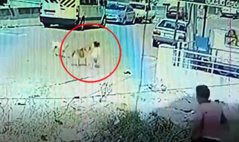 Manisa'da iki kardeşe saldıran sokak köpeği