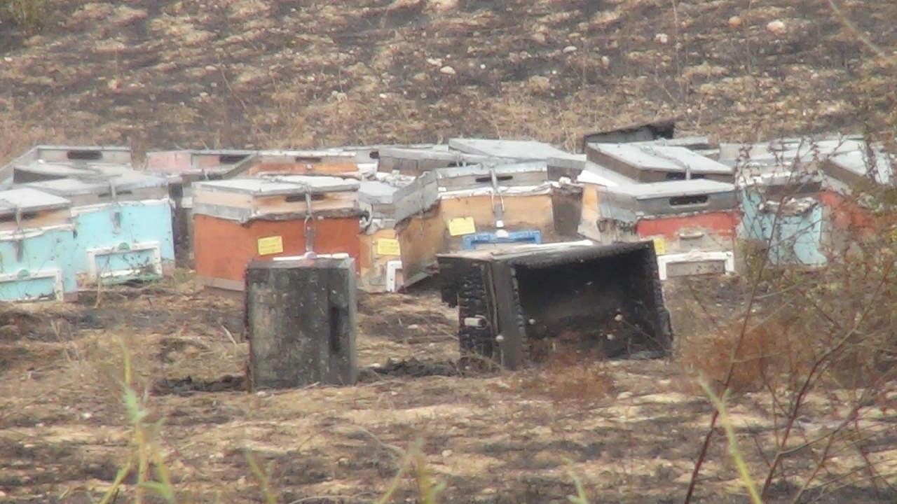 Antalya'da yangında telef olan arı kovanları