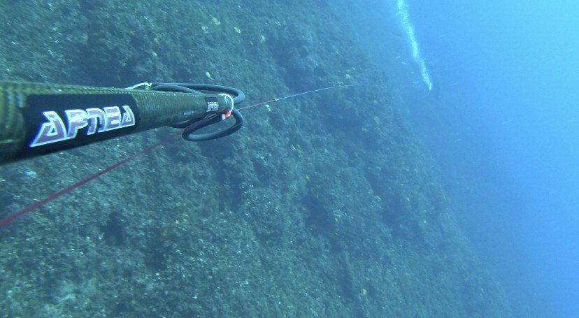Çanakkale Boğazı'nda avlanan akya balığı