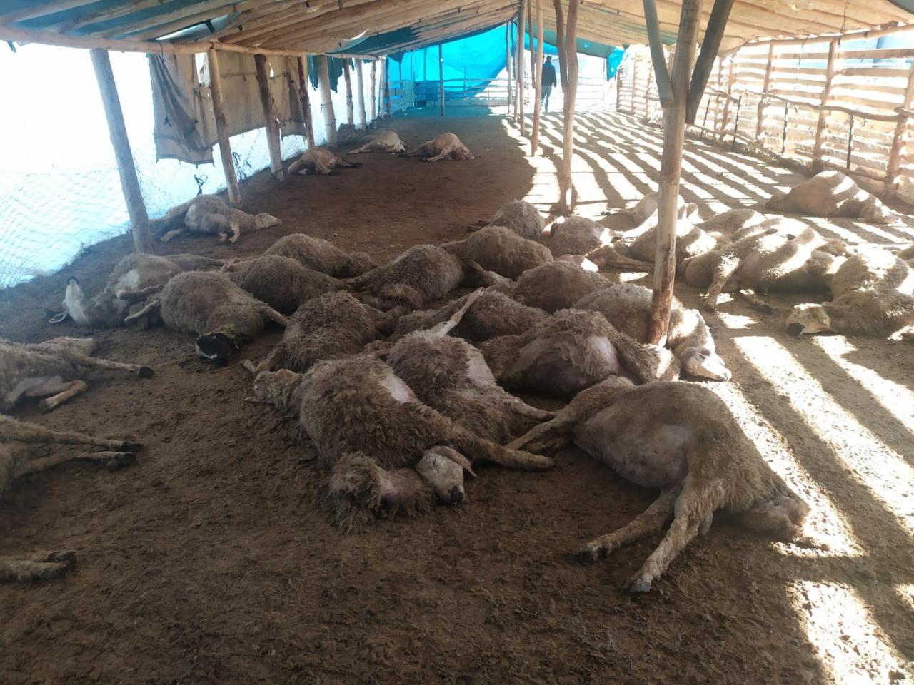 Malatya'da ağıla giren kurt sürüsünün telef ettiği 42 koyun