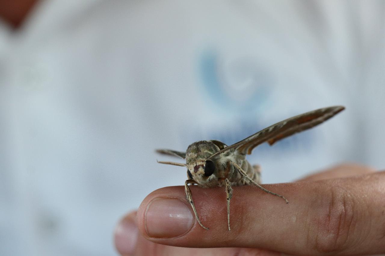 Alanya'da bulunan dünyadaki nadir tür Mekik Kelebeği