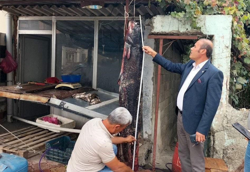 Osmaniye'de yakalanan devasa yayın balığı
