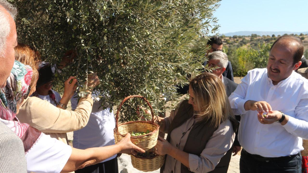 Mersin'deki bin 300 yıllık zeytin ağacı