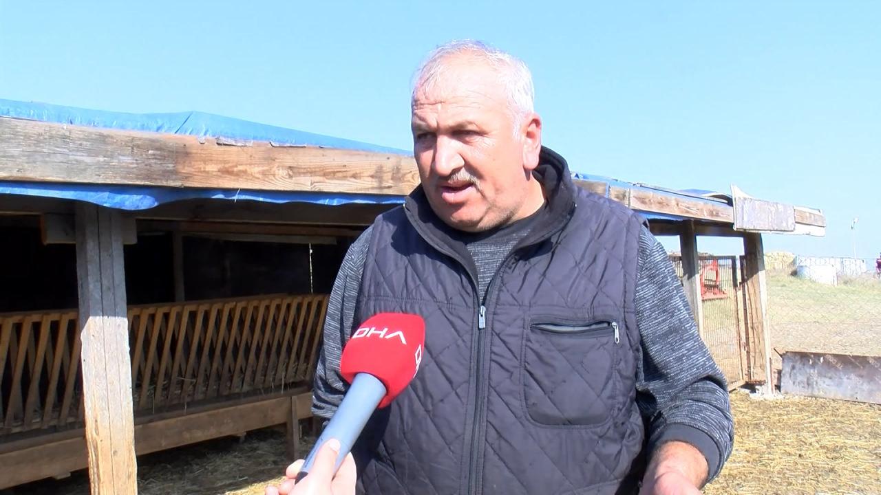 Arnavutköy'de ahıra saldıran kurt 18 koyunu telef etti