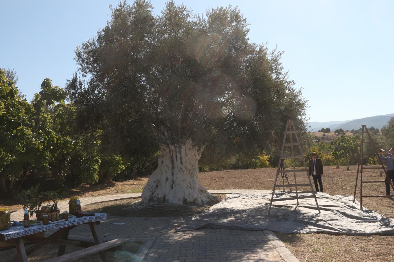 Mersin'deki bin 300 yıllık zeytin ağacı