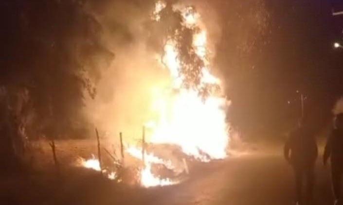 İzmir'de geceleri yanan zeytin bahçelerinde köylülerin nöbeti