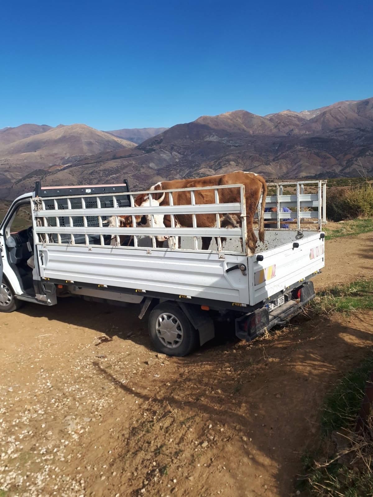 Tunceli'de ahırı yanan aileye kaymakamlıktan inek hediyesi