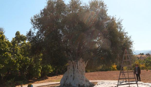 Mersin'de bin 300 yaşındaki zeytin ağacından 250 kilogram hasat edildi