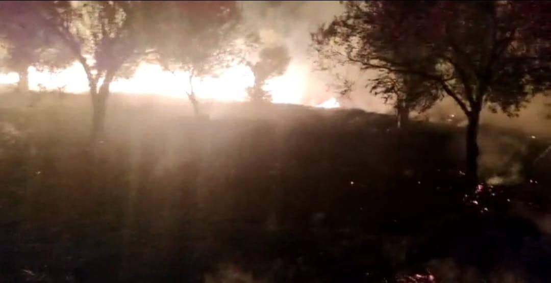 İzmir'de geceleri yanan zeytin bahçelerinde köylülerin nöbeti
