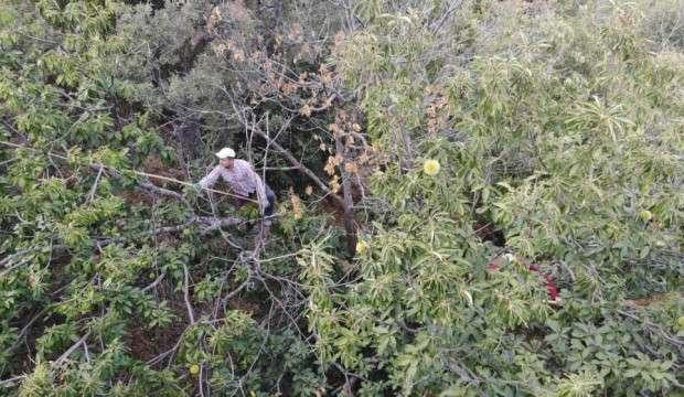 İşçiler ölümü hiçe sayıp komando gibi ağaçlara tırmanıyor