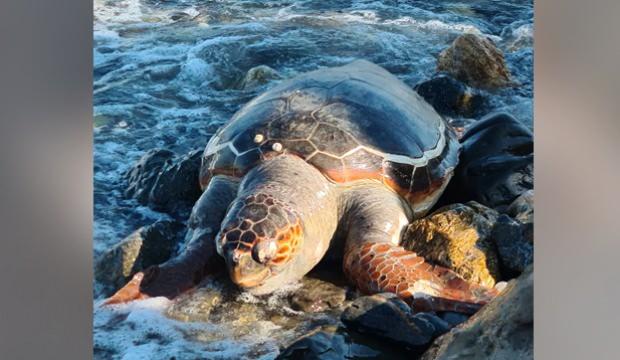 Datça’da koruma altındaki türlerden biri olan caretta caretta kıyıya vurdu