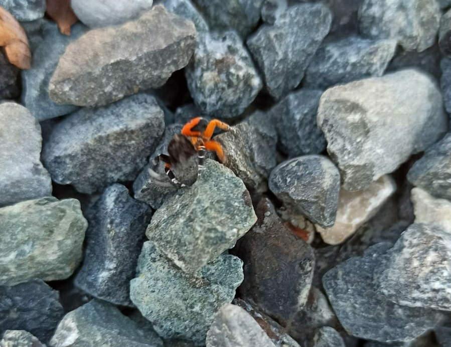 Elazığ'da görülen Zehirli Uğur Böceği Örümceği
