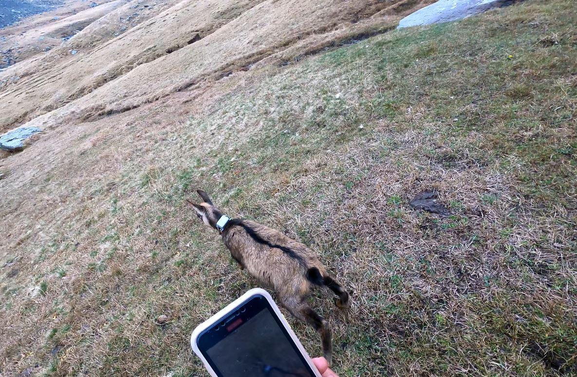 Türkiye'de sayısı her geçen gün azalan çengel boynuzlu dağ keçisi
