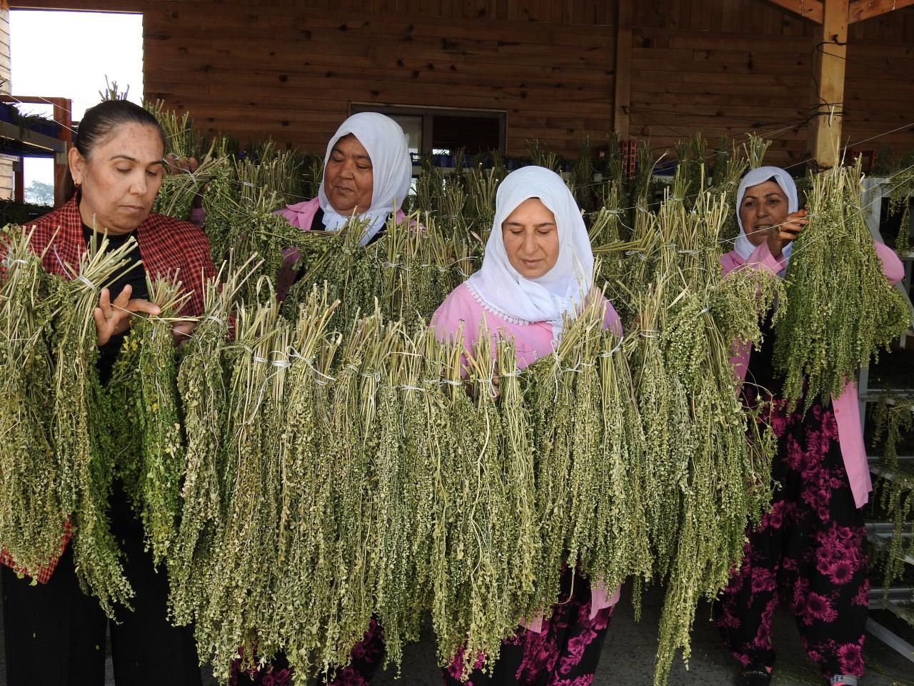 Cumhurbaşkanı Recep Tayyip Erdoğan'ın bahsettiği bitki moringa yetiştiren Gaziantepli kadınlar