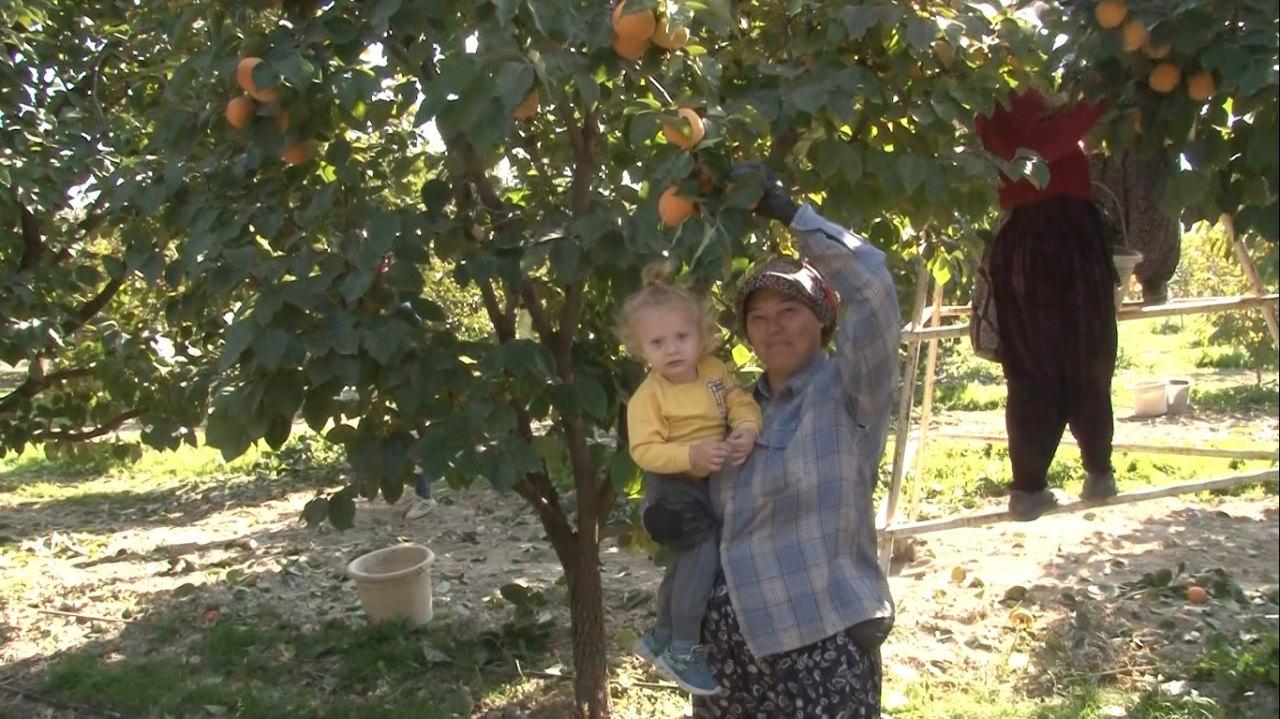 Denizli'de çiftçilik yapan 77 yaşındaki Raziye Aydın