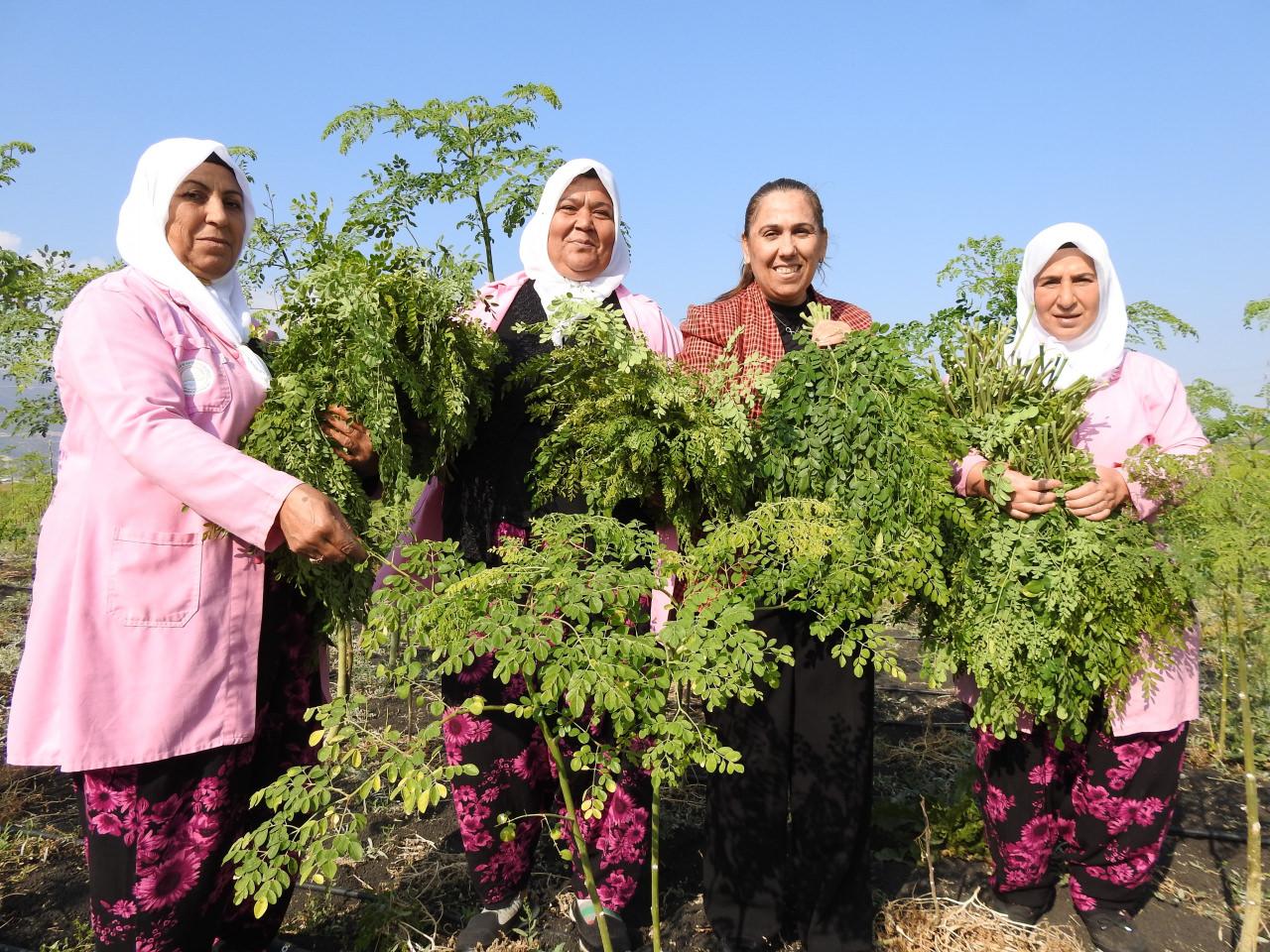 Cumhurbaşkanı Recep Tayyip Erdoğan'ın bahsettiği bitki moringa yetiştiren Gaziantepli kadınlar