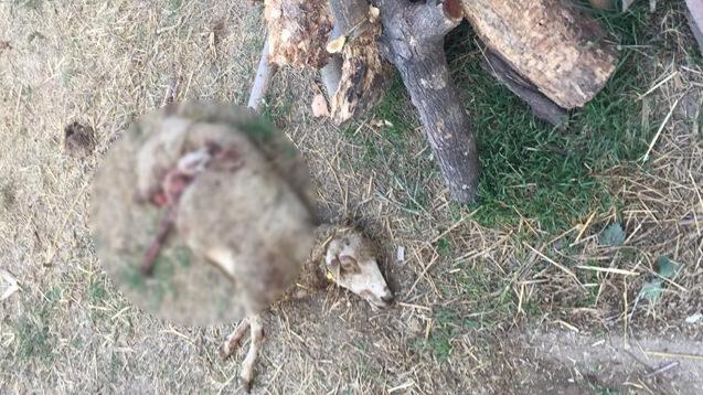 Bursa'da köpek saldırısına uğrayan koyunlar