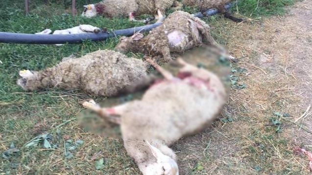 Bursa'da köpek saldırısına uğrayan koyunlar