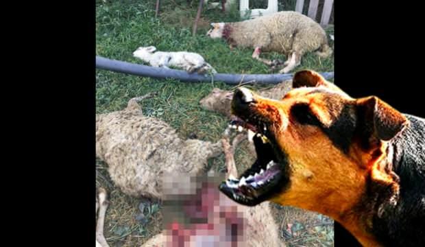 Bursa'da çiftliğe giren köpek sürüsü dehşet saçtı: 8 oyun telef oldu