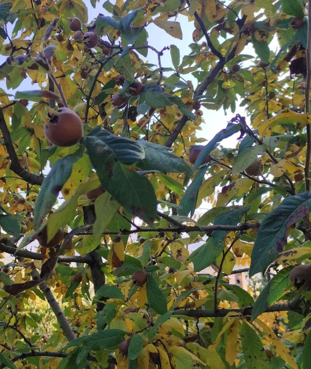Ankara'da mandalinanın yetiştiği tarladaki diğer ürünler