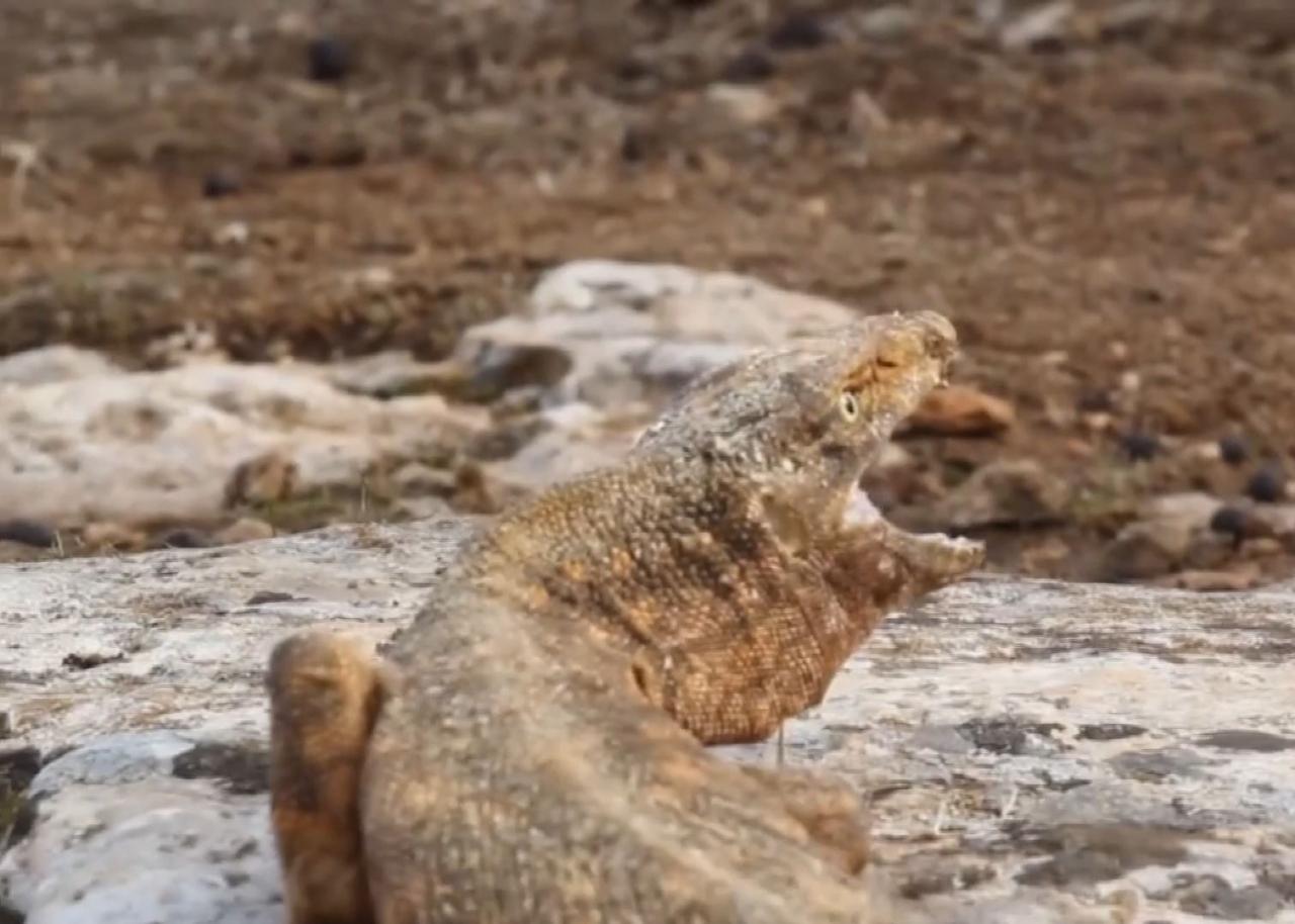 Şanlıurfa'da bulunan nesli tükenme tehlikesi altındaki çöl varanı