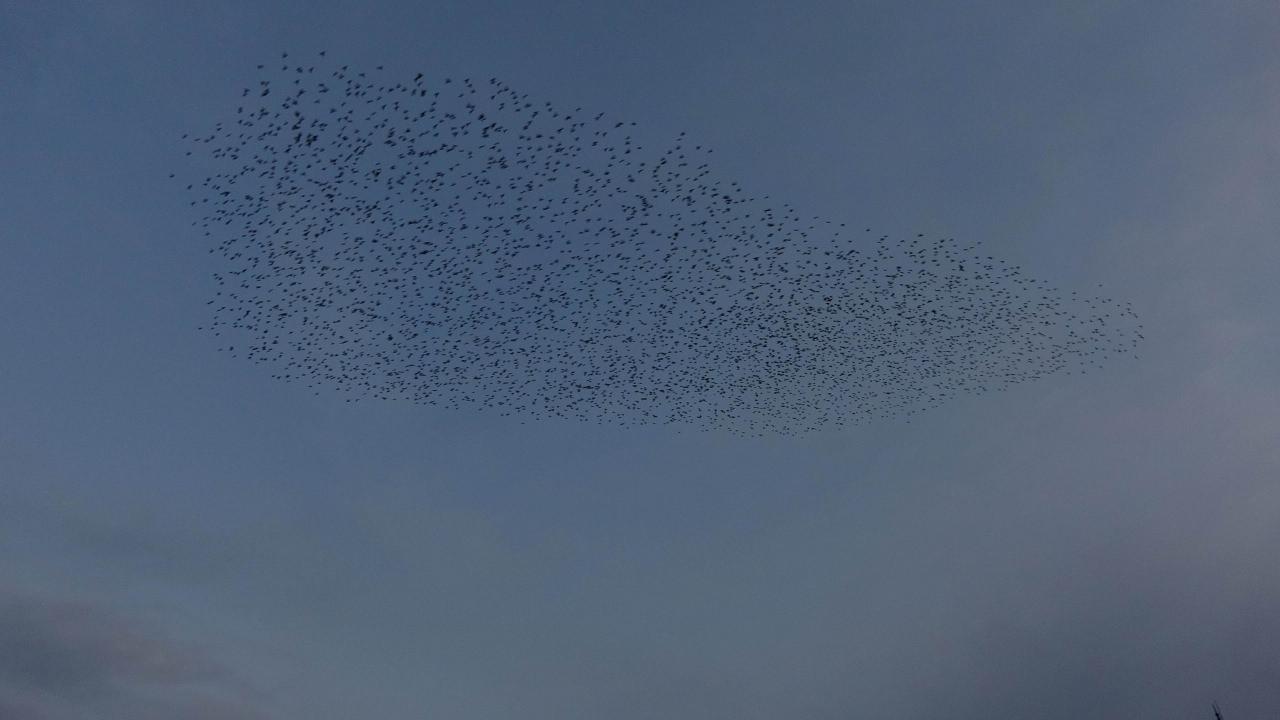 Yozgat'ta gökyüzünde şölene sahne olan sığırcık kuşları