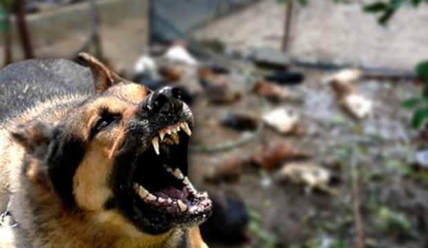Elazığ’da sokak köpekleri dehşet saçtı: 37 hayvanı parçaladılar