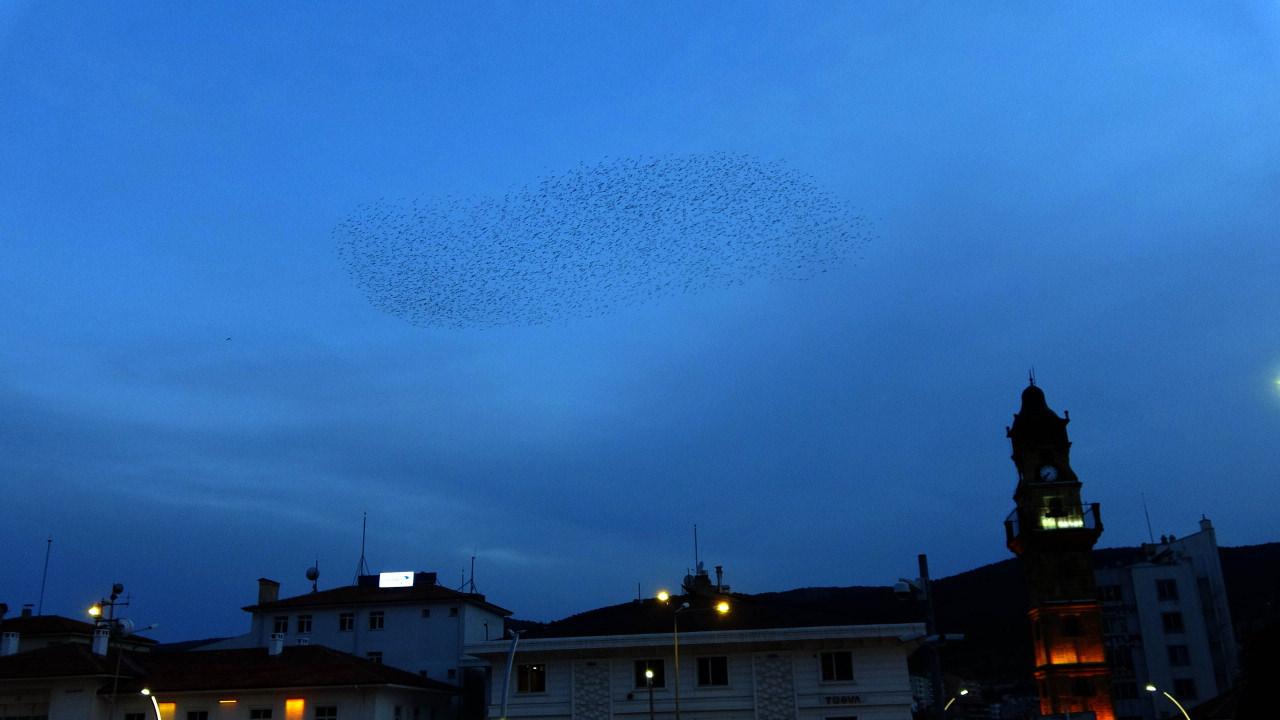 Yozgat'ta gökyüzünde şölene sahne olan sığırcık kuşları