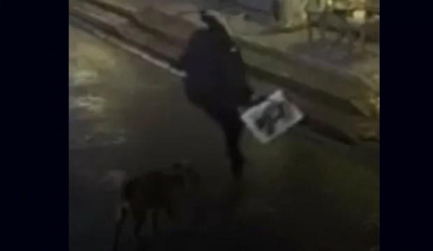 Sakarya'da başıboş köpek dehşeti: Okuldan eve dönen çocuğa saldırdılar