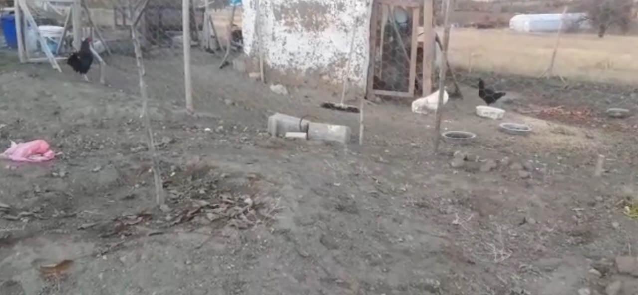 Elazığ'da başıboş köpeklerin girdiği tavuk kümesi