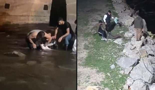Adana'da şaşırtan görüntü! Dev yayın balıklarını elleriyle yakaladılar
