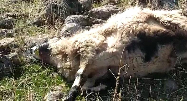 Elazığ'da köye inen kurt sürüsü 53 koyunu telef etti