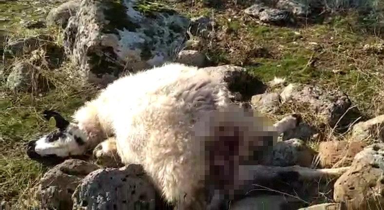 Elazığ'da köye inen kurt sürüsü 53 koyunu telef etti