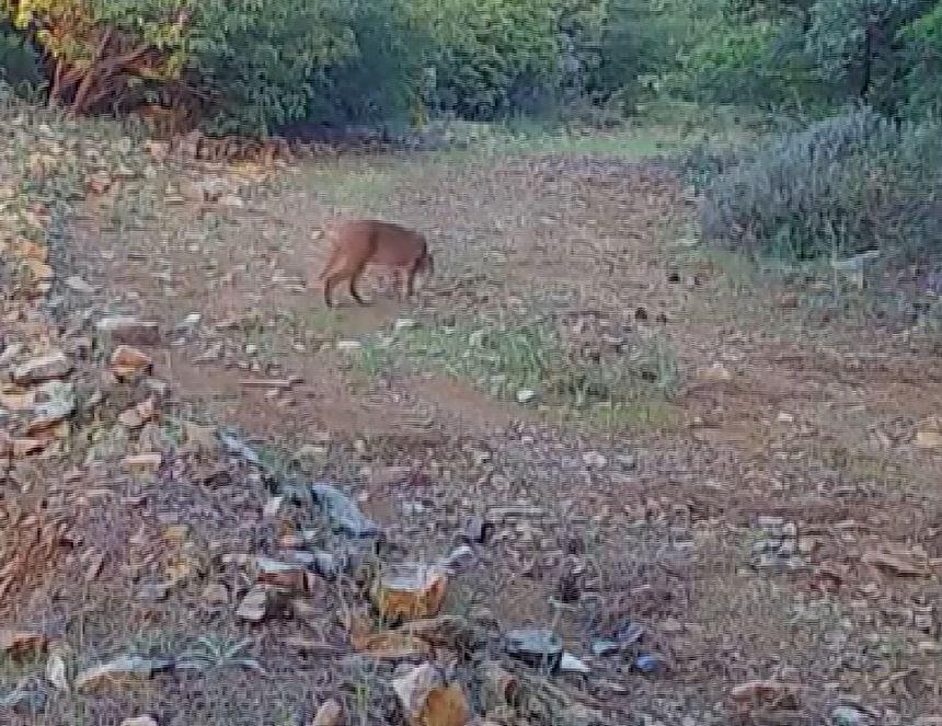 Anadolu kırsalında fotokapanlarda görülen Karakal kedisi
