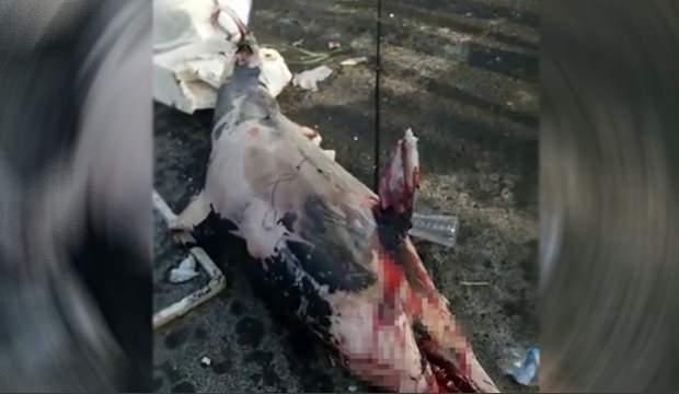 İstanbul'da kanlar içinde kalmış yunus balığı bulundu