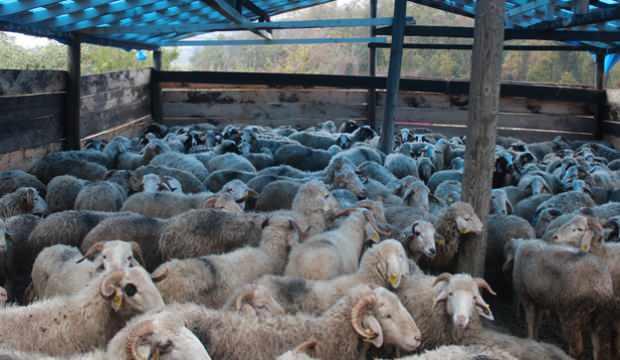 Sinop'ta köpekleri iğne ile uyutup, ahırdan 50 tane koyun çaldılar!