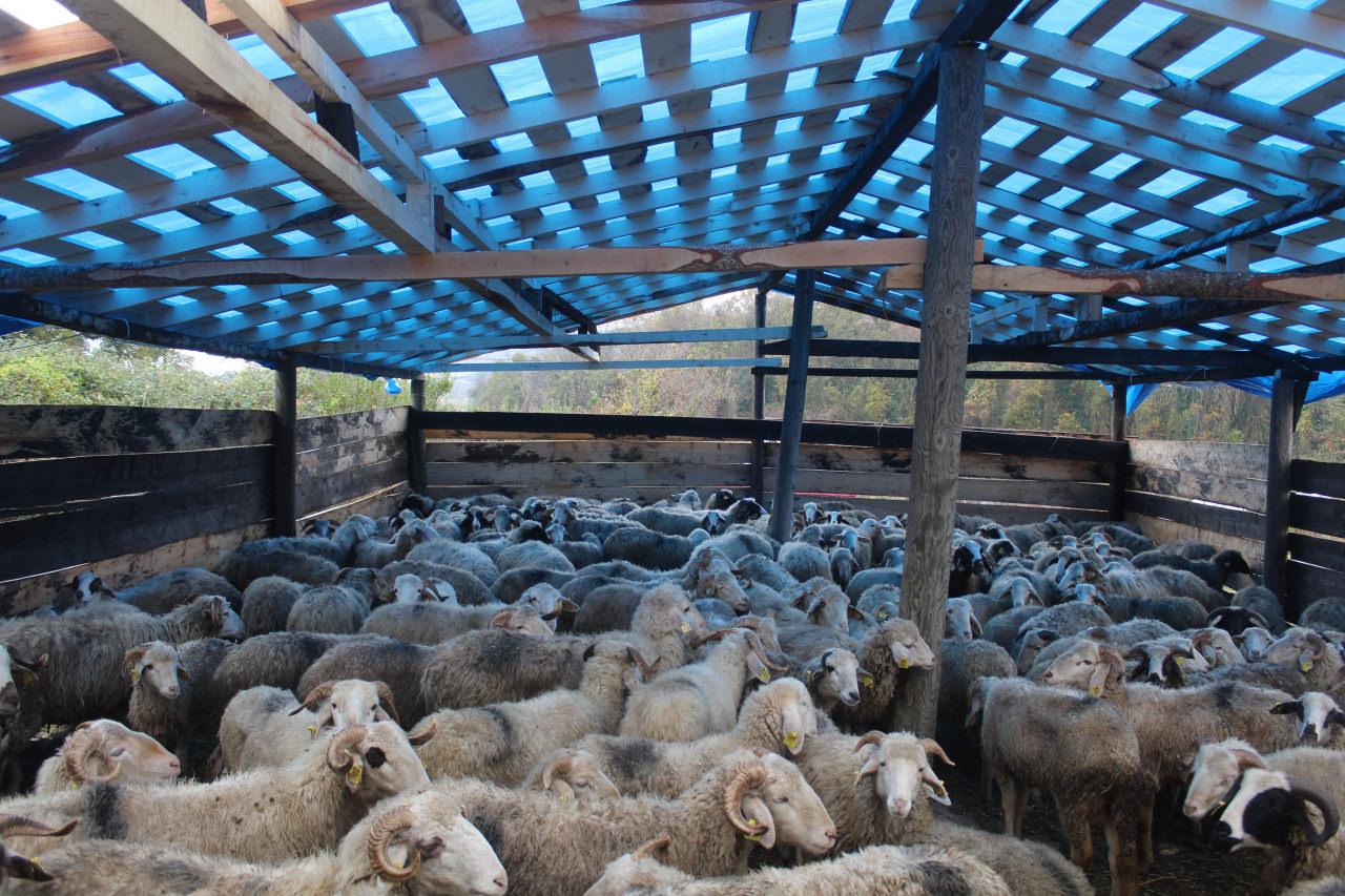 Sinop'ta ahıra giren şüpheliler kamyonla 50 koyun çaldı
