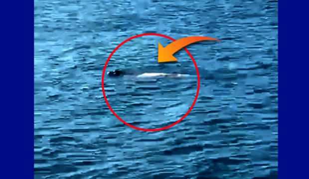 Hatay kıyılarında d&uuml;nya &uuml;zerinde sadece 750 tane olan Akdeniz foku g&ouml;r&uuml;ld&uuml;!