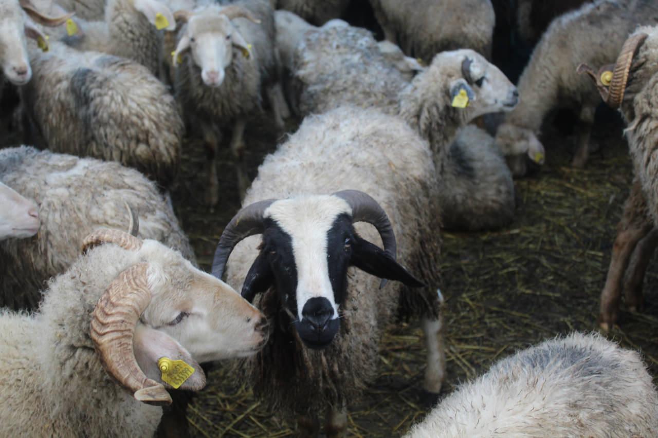 Sinop'ta ahıra giren şüpheliler kamyonla 50 koyun çaldı