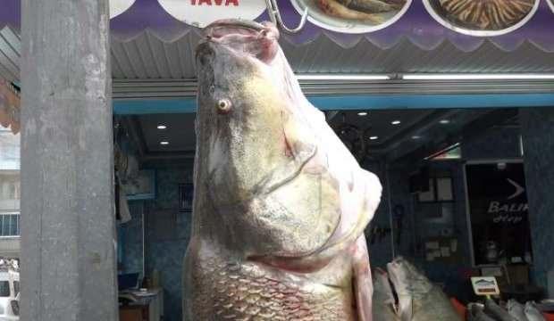 128 kiloluk dev balık görenleri şaşkına çevirdi