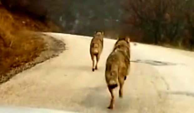 Tunceli’de gündüz vakti köy yolunda koşan 2 kurt şaşkınlık yarattı!