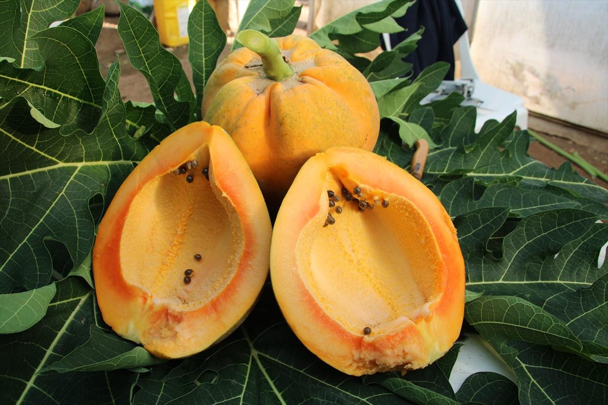Mersin'de serada yetiştirilen Papaya meyvesi